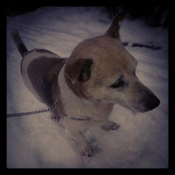 anthonylampe's tweet photo. #weggelopen RT aub,wie heeft onze hond gezien in #Sonenbreugel #Son #gentiaan,#Pepper.Neem cntct op aub @anthonylampe http://t.co/1SekYUNr