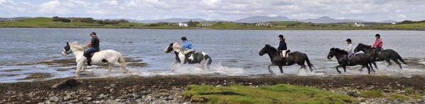 CarrowhollyStables tweet media