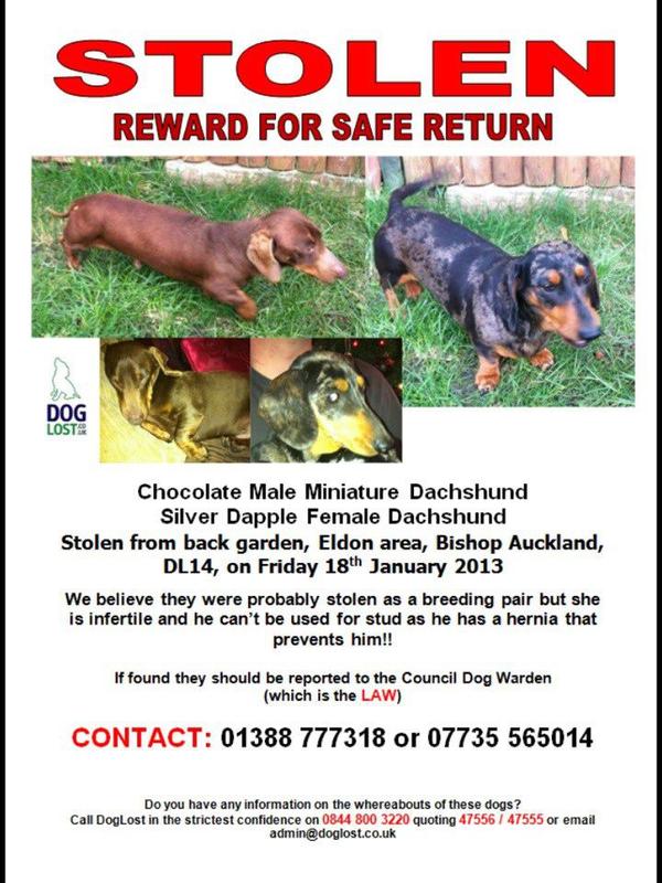 bexwright10's tweet photo. @dashindachshund pls can you RT? Two Dashchunds have been stolen in Durham.  Trying to spread the word around. Thanks! http://t.co/SQ1TiU5E