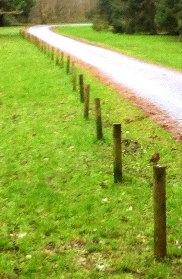 Lolajanetaylor's tweet image. @avocaireland met this friendly robin in powerscourt today. Walk, followed by creamy chowder in Avoca #heartygoodness