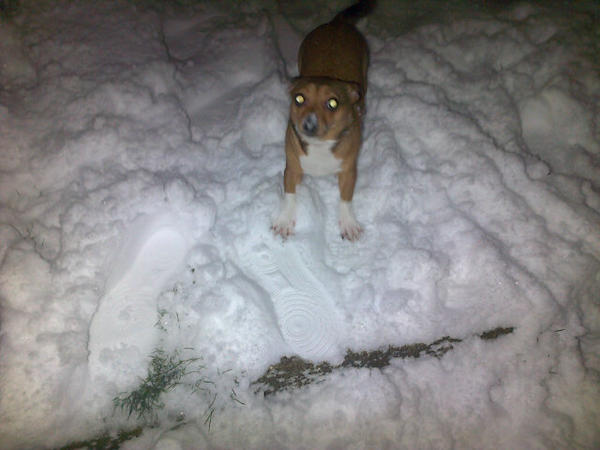 JadeVictoria94's tweet image. Lola out in the snow. She kept eating it haha #simpledog