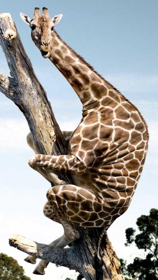 Diamondbeatcom's tweet photo. #funny http://t.co/PlRlZYhf