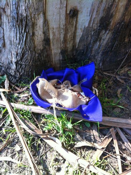 StIsidore's tweet photo. Found at base of a lrg Eucalyptus tree in Wildcat Canyon. http://t.co/BwOpIqlt