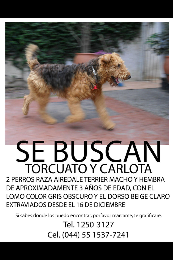 URGE,  encontrar a Carlota perrita perdido Necesita Medicamento Especial
Méxíco  DF Torcuato ya apareció.Falta Carlota.