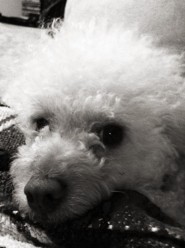 mae_luv17's tweet photo. @AllThatJazzo his name is biscuit not dip shit http://t.co/4j3qxVQW