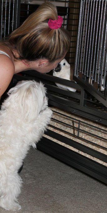 Princess Maddison and I love Angel Baby. XoXo #Playmate #Teacup #Maltese #UmbrellaCockatoo http://t.<a href="/tag/playmate"class="tags"><span>#playmate</span></a><a href="/tag/maltese"class="tags"><span>#maltese</span></a><a href="/tag/teacup"class="tags"><span>#teacup</span></a><a href="/tag/umbrellacockatoo"class="tags"><span>#umbrellacockatoo</span></a>