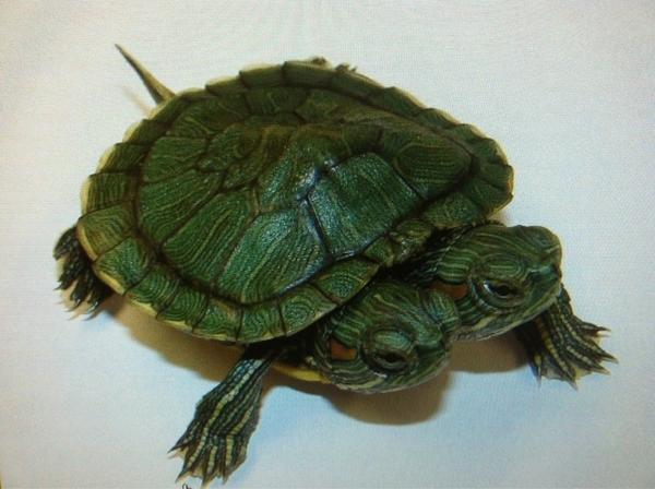 Eltrut Turtleton Turtlezz4lifee Twitter Eltrut Turtleton Turtlezz4lifee Twitter