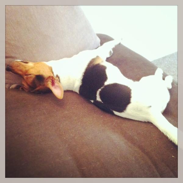 HenrysDogTweets's tweet image. Well what do you expect after a long walk through the snow .... #yaaawn