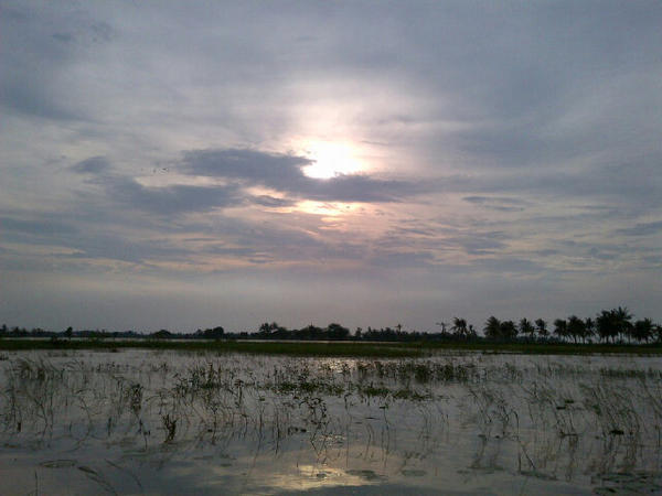 nengcingok's tweet photo. ...@sudjiwotedjo Senja di muara gembong, ditengah2 sawah yang terendam banjir http://t.co/iktSgWVF