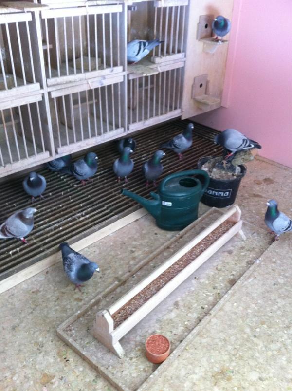 DeGebr's tweet image. Altijd nieuwsgierig tijdens de poetsbeurt de mannen!