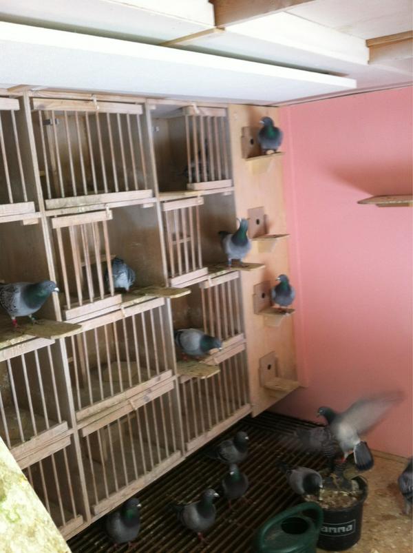 DeGebr's tweet image. Altijd nieuwsgierig tijdens de poetsbeurt de mannen!