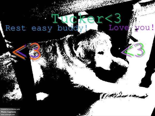 lukeegurl16's tweet photo. </3 :'( rest easy tucker I love you! http://t.co/DHClLsl4