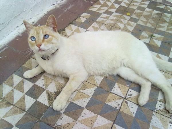FuckingCuki's tweet photo. Dexter, 4 años, se ha perdido hoy por la calle Pielago (Pio XII) ,C.Real. Por favor, si lo ves llama al 667638154 (Bea) http://t.co/zkiRV3V6