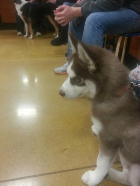 MelissaBlayton's tweet image. Puppy class went great really glad Bleu waited till after class to relieve himself twice in the store. #goodclass