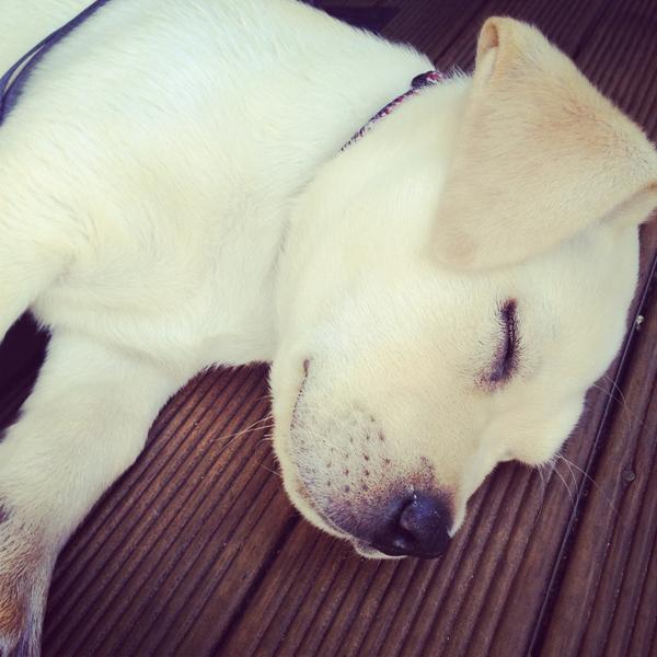 DogsDaily365's tweet image. Day 1