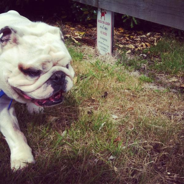 DogsDaily365's tweet image. Day 2