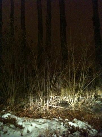 ReenoStars's tweet photo. Last Night The Killer Wandered Around The Snowy Woods http://t.co/rGmPDupb
