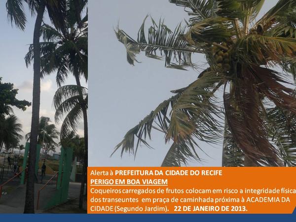 PERIGO EM BOA VIAGEM
A chance de cair um fruto dos coqueiros na cabeça de alguém é quase 100%, dada a movimentação.