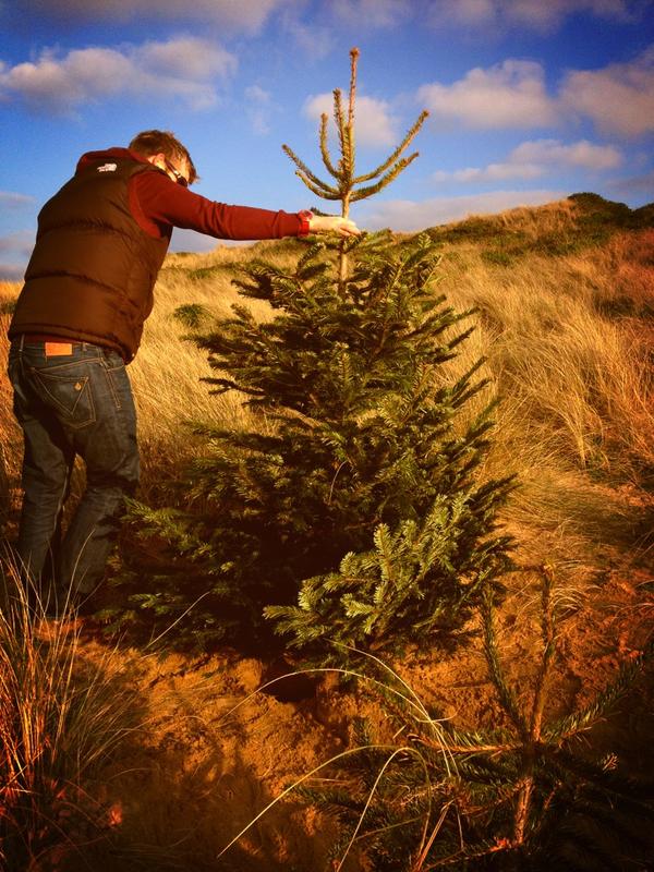WaveRentals's tweet photo. Planted our #christmas tree on Sunday at #constantine bay #cornwall perfect sunshine and great #conservation project! http://t.co/kCLp5Rsp