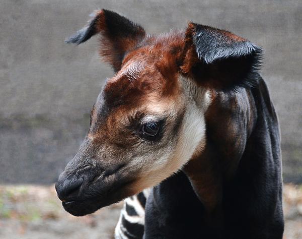 OkapiApps's tweet image. Маленький Окапи появился на свет bit.ly/VXp8GT