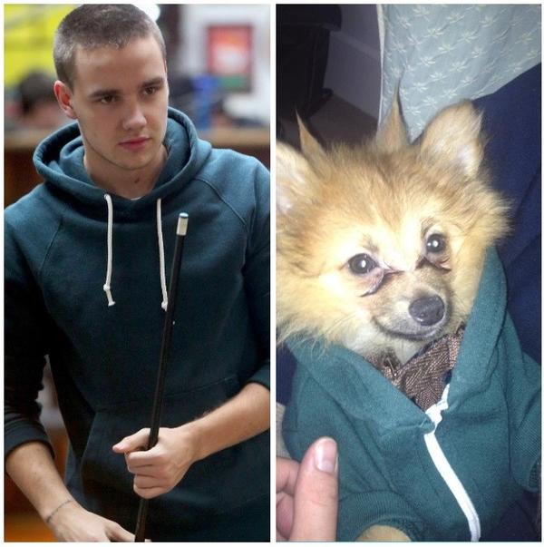 _cant_change's tweet photo. Hatchi have jacket like @Real_Liam_Payne aww @LittleMixOffic xx http://t.co/MJlXBZuz