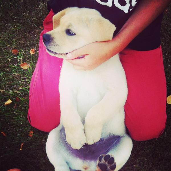 DogsDaily365's tweet image. Day 3