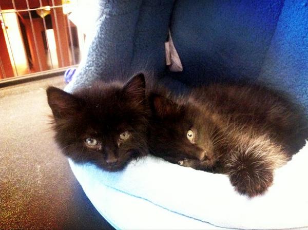 PetValuHamilton's tweet photo. Raven and Kara are 7 week old siblings and are up for adoption at our store. Very snuggly. #foreverhome http://t.co/A4gHToHm
