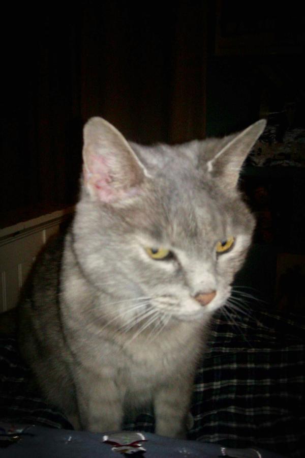 MorganSpangler's tweet photo. I really wish my cat wasn't so anti social so she could be bffs with @Cat_paradise sigh @Adambombz @Dukkyonline http://t.co/rDWezgSX