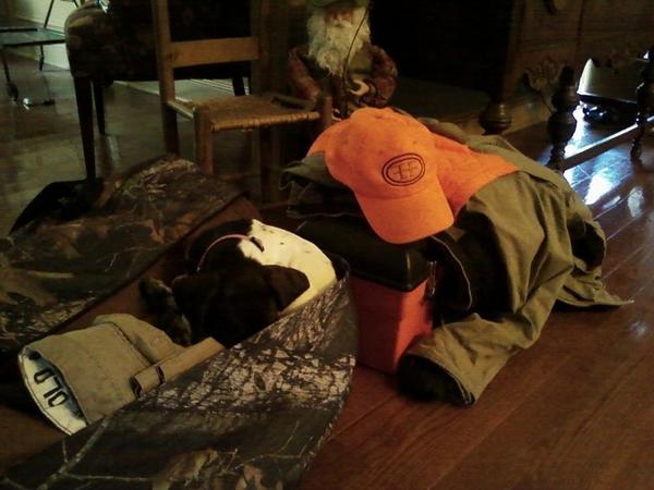 FeatherhornFarm's tweet photo. I spy a bird dog. http://t.co/Ghh6kDP1