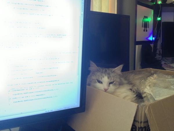 Fortress_Craft's tweet image. This is the look I get given when I try to talk to myself whilst coding. #catworldproblems