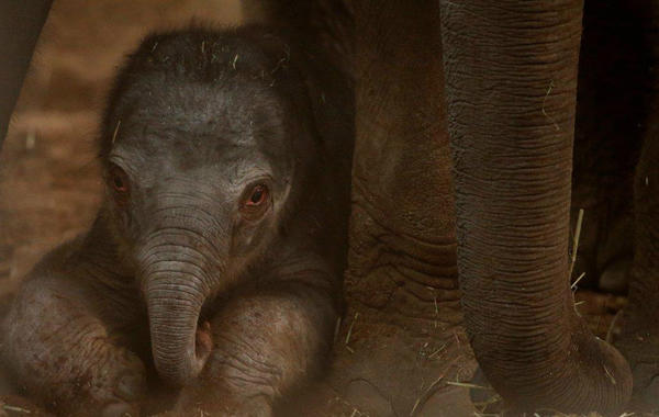 chesterzoo's tweet photo. Our newborn baby elephant is nearly 48 hours old! We'll bring you news on whether it's a boy or a girl very soon! http://t.co/XL1sry3G