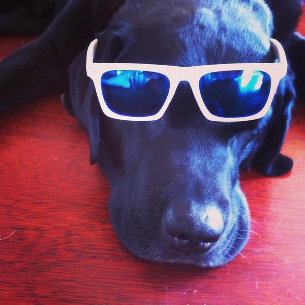 DogsDaily365's tweet image. Day 4