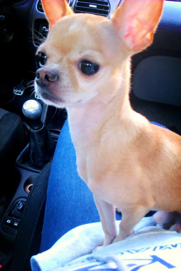 Carla_Herrero's tweet photo. Olee mi Turbito, qué bonito es :) http://t.co/elVzewaS