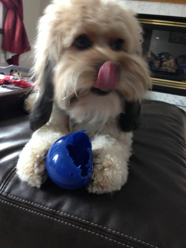 CockapooCorner's tweet image. I threw this ball away &amp;amp; somehow he got it back? Mmmm