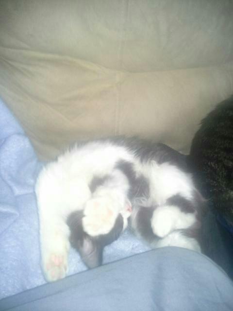 LivvyKayy's tweet photo. Yup. That's my cat. http://t.co/kKWIUvtt