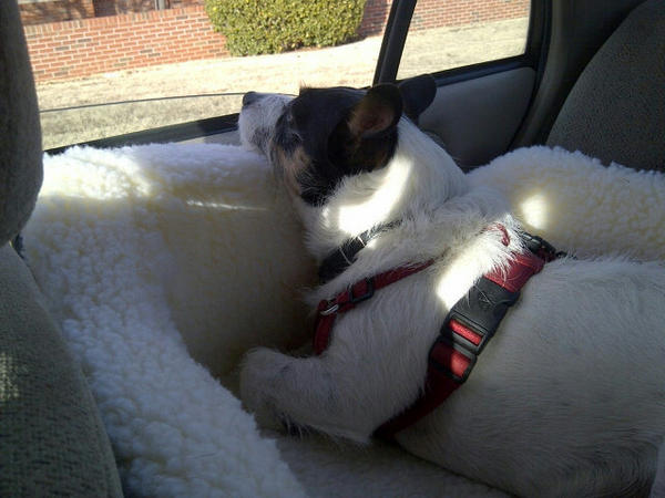 Tyler_T_Dog's tweet photo. So tired from sniffin' booties and taking names at DayCare! http://t.co/96SqvJVp