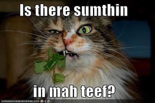 fatcatthoughts's tweet photo. http://t.co/nxfyiGAS