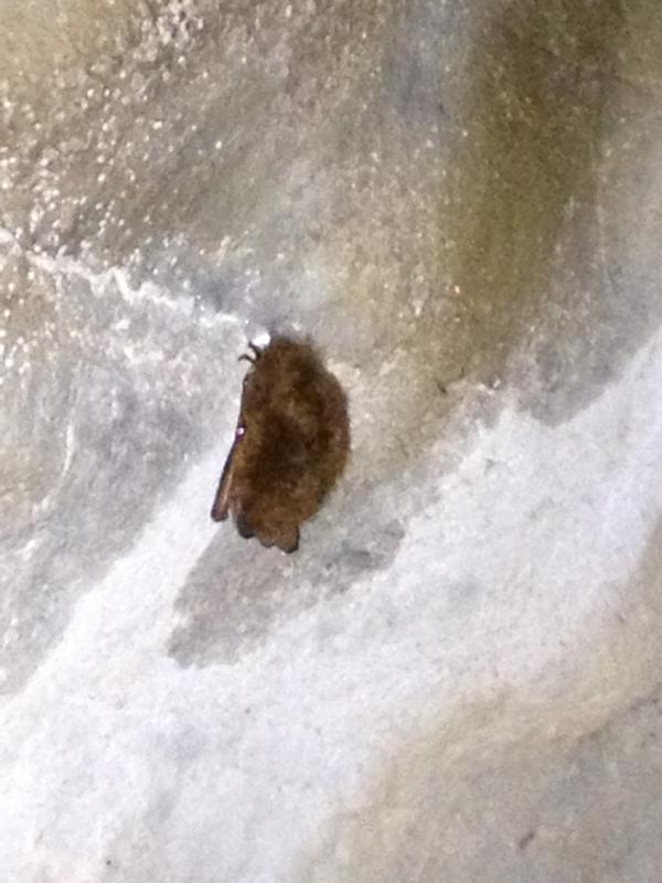 satiekanley's tweet image. We found a bat friend in a cave! #bugclass #interim2013