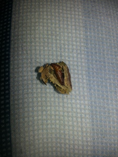 jamesallenking's tweet photo. @getcrackin look what I found in one of your bags never been so disgusted avoid wonderful people thats wrong!!! http://t.co/Zyc04eAd