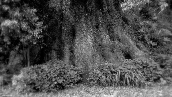 D.J. Dada tweet media