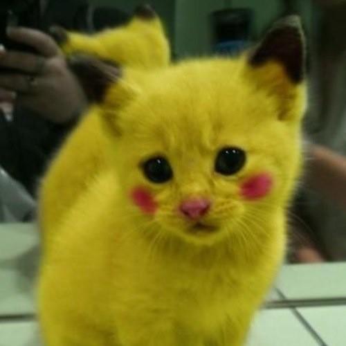 maudeapatow's tweet photo. Well if there really is a cat out there that is dyed to look like pikachu, I would love to spend time with it http://t.co/UrvEdkeS