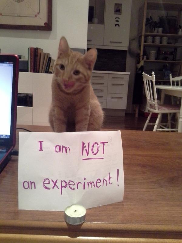 Marion_LP's tweet photo. @peta Unfortunately, not every single cat is protected in a nice home #NotAnExperiment http://t.co/1NkbvUFL