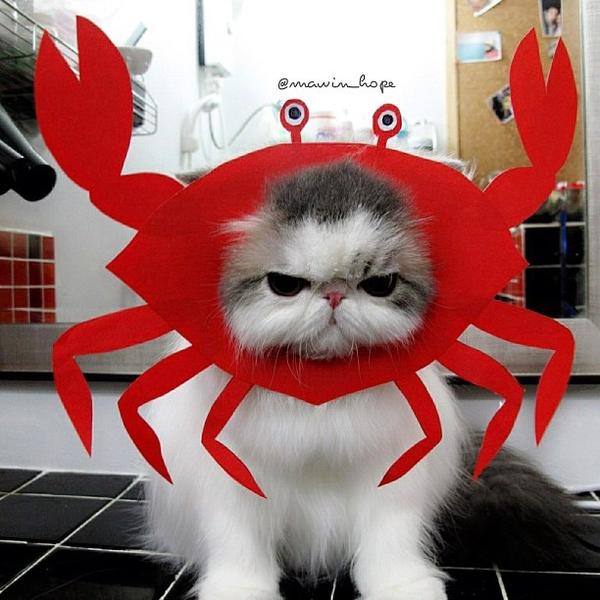 ♋ Yengeç: İnatçıdır Yengeç burcu;