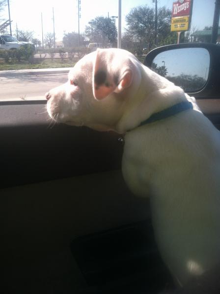 logann cornelius (@lcorneliusc) on Twitter photo 