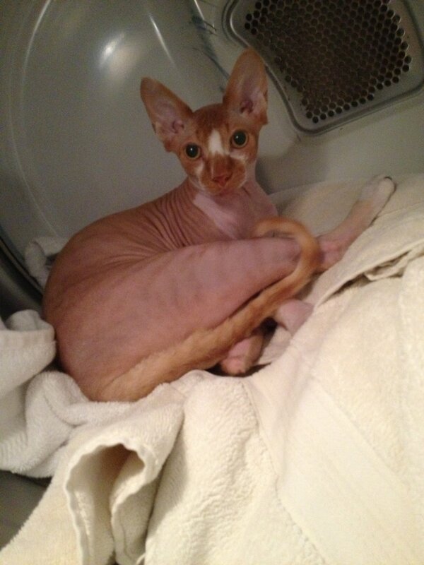 Fannypackcats's tweet photo. Greetings @GidgitdaSphynx !!! I two am a sphynx cat. Great to see another of my kinda #meow http://t.co/1YX52bN4