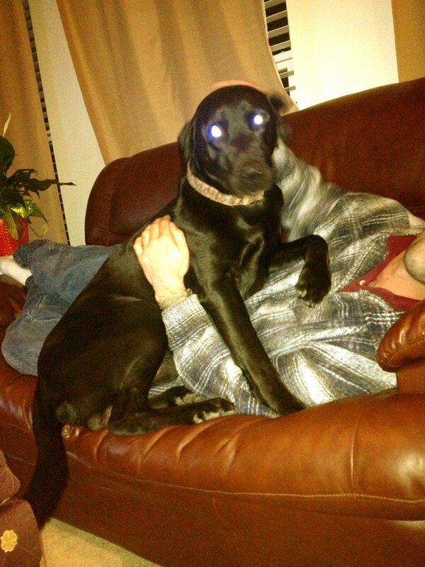 captcarter11's tweet photo. Happy puppy #knoxpub http://t.co/IhnyUQA5