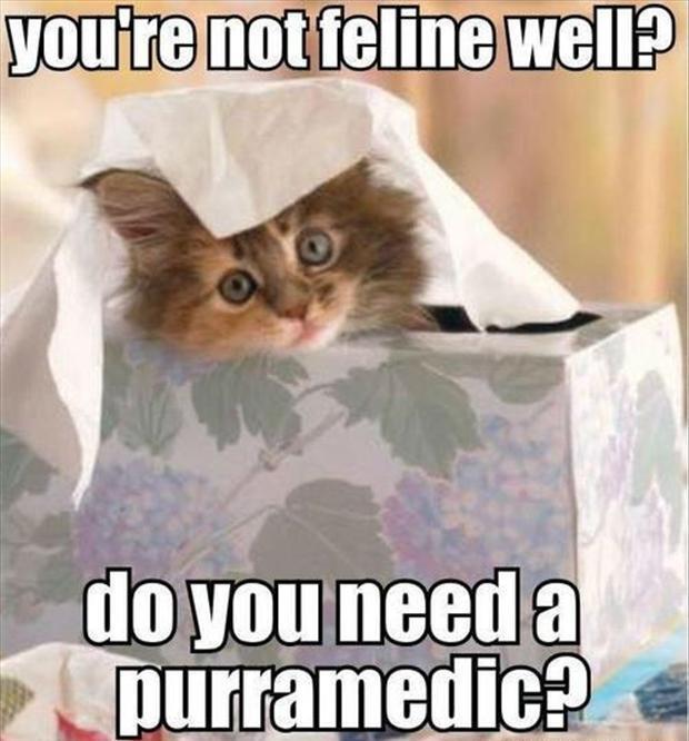 Cat not on sale feeling well