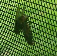 day_vee_uhs's tweet image. @IAmVirginJamie #getnit