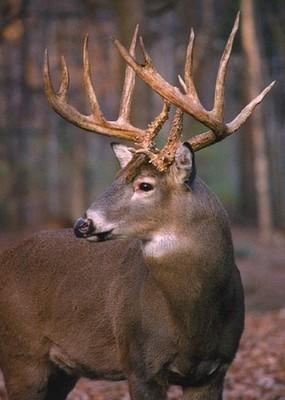 ihave0deer's tweet photo. Caution after looking at this picture you will. Have horrible symptoms of BUCK FEVER!!! http://t.co/k6HUcjdU
