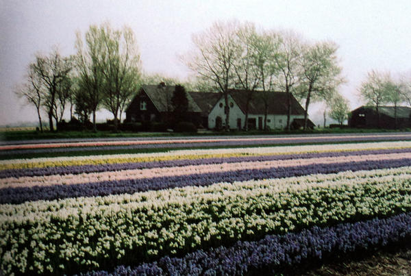 SybilvanDam's tweet photo. vandaag een prachtig verhaal opgetekend over een vande oudste boerderijen in Zwaanshoek http://t.co/uJiejxDO